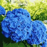 Hydrangea Seed: Unlock Nature's Beauty